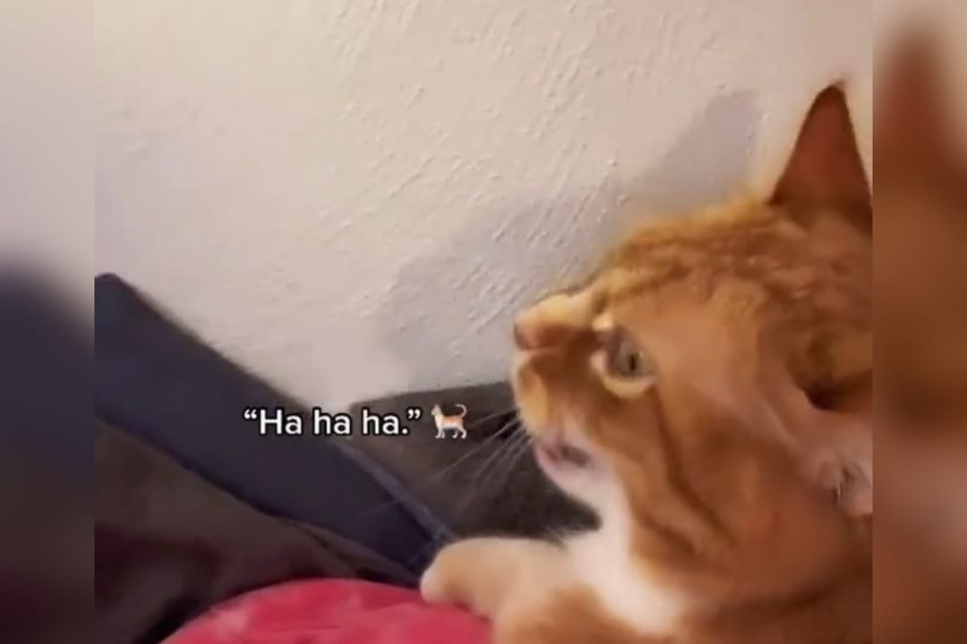 Joven se volvió viral tras enseñarle a su gato a “reírse”