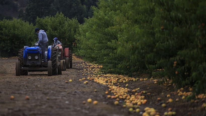 Demandan al SII por alzas en avalúos de terrenos de más de mil agricultores