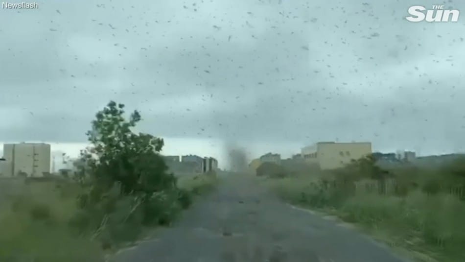 Captan enorme e inusual “tornado” de mosquitos