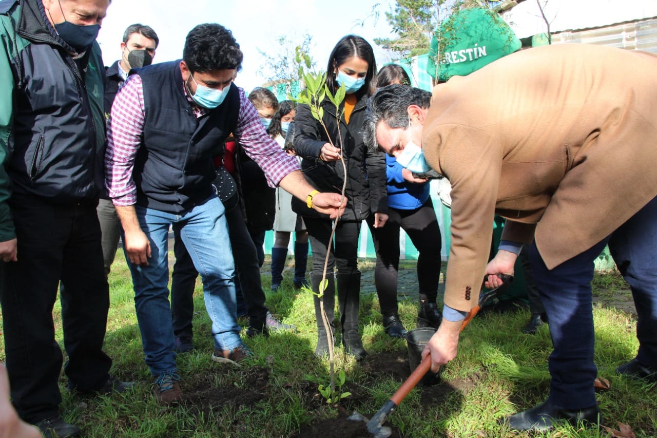 Regalan árboles nativos a vecinos de Talcahuano para implementación de pulmón verde de la comuna