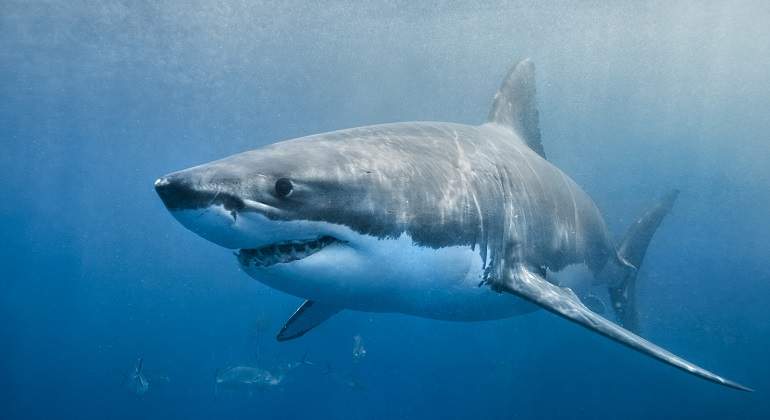 Bañista murió tras ser atacado por un tiburón mientras orinaba en el mar