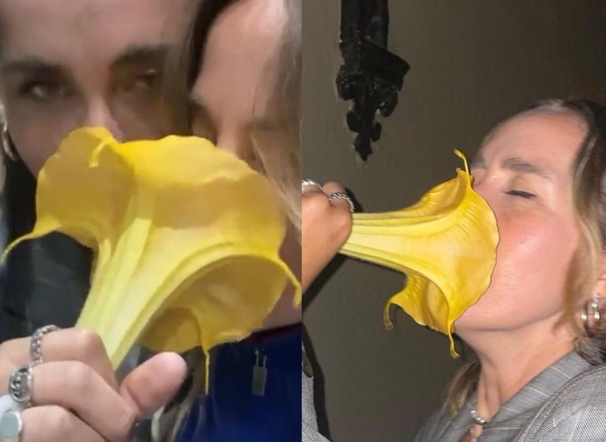 Tiktoker terminó drogada tras inhalar una flor que encontró en la calle