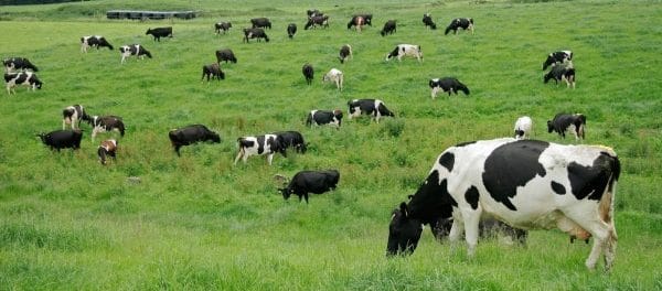 25 animales muertos y un trabajador herido tras ataque de encapuchados en Tirúa