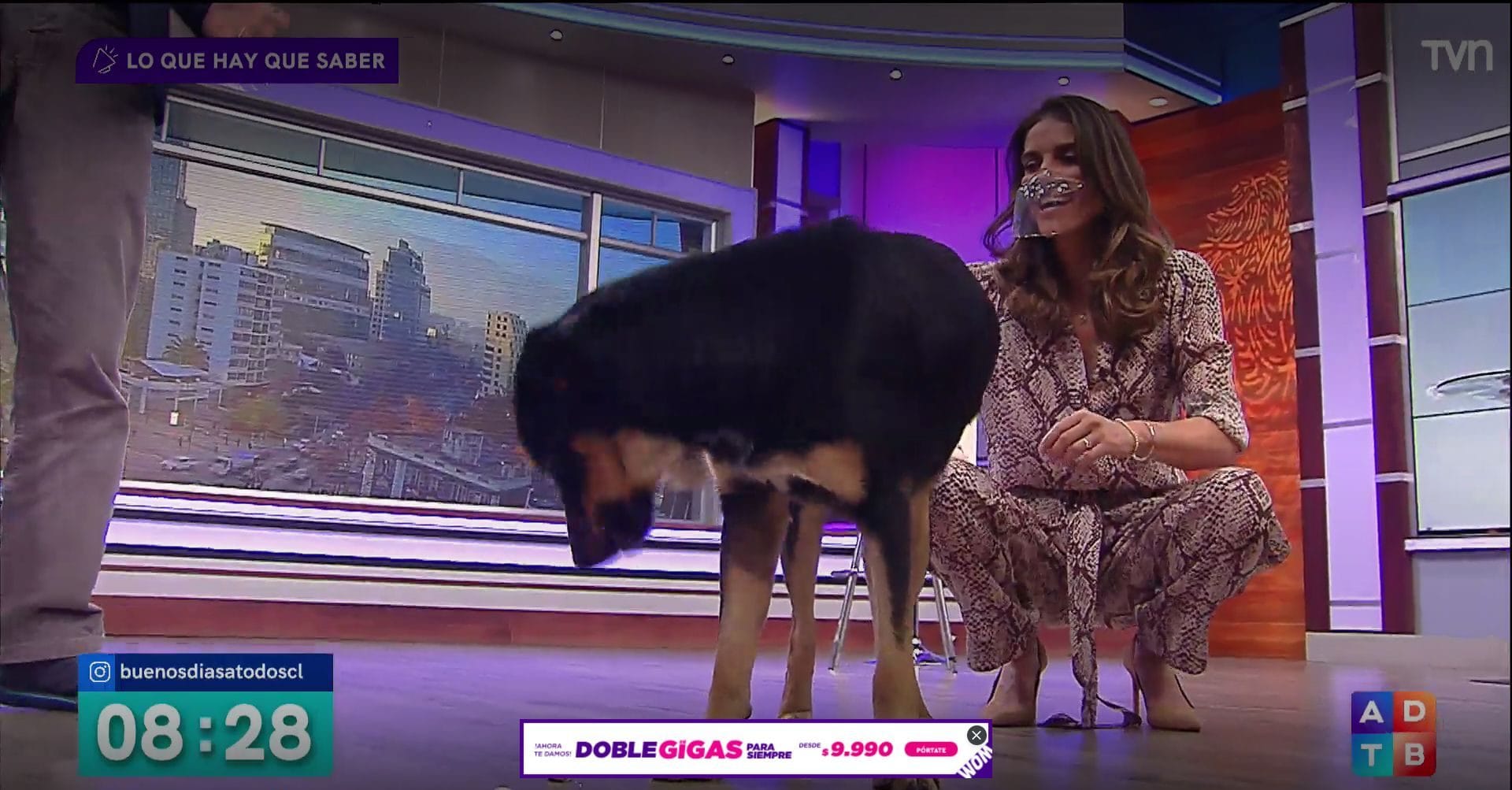 “Me contactó su dueña”: Perro que adoptó María Luisa Godoy en matinal tendría que ser devuelto
