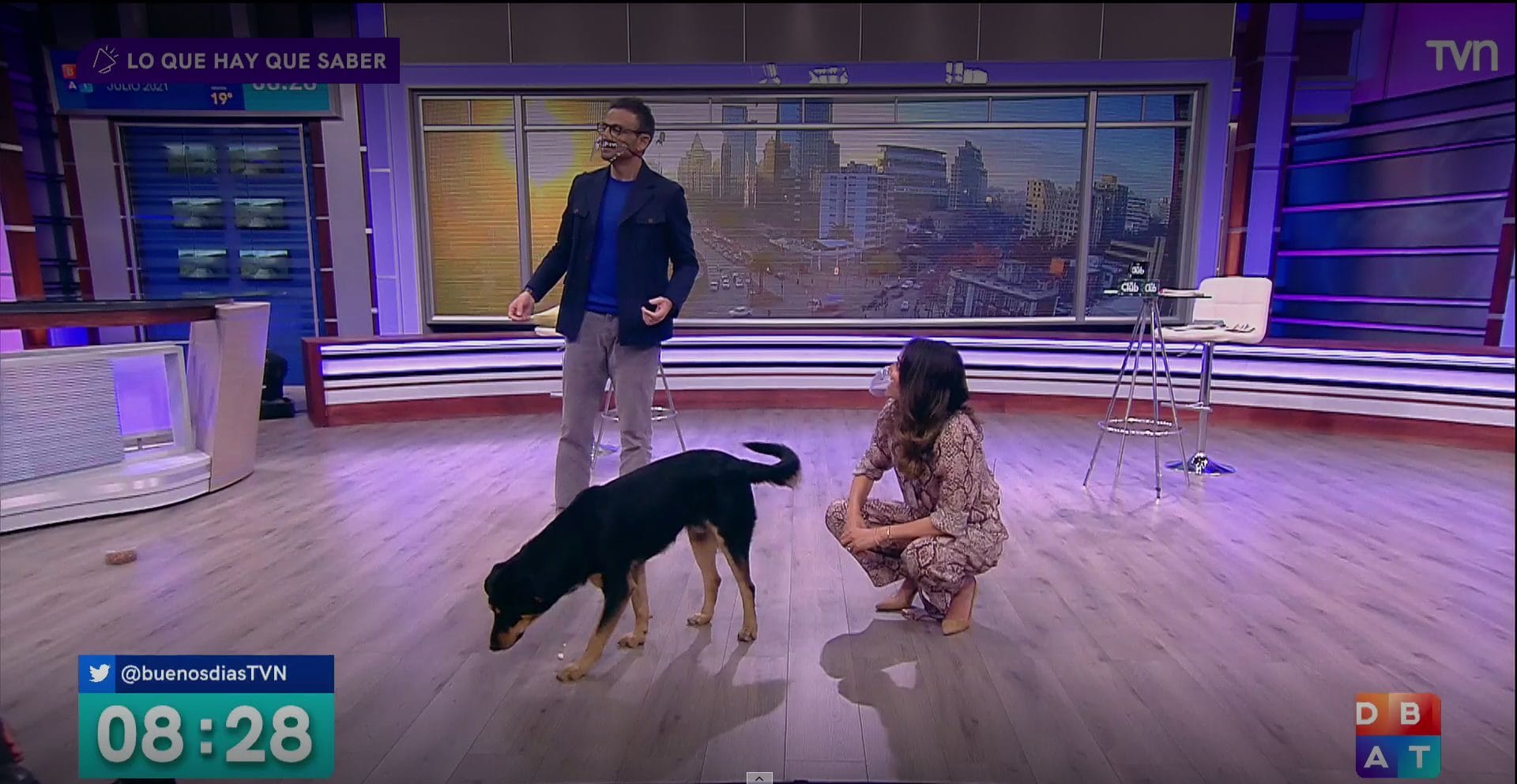 Perrito entró de sorpresa a matinal de TVN y encontró nuevo hogar