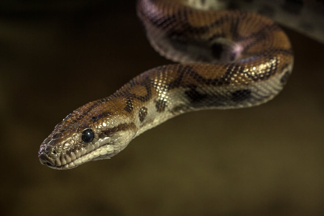 Hombre mató a mordiscos a una serpiente que lo atacó en una pierna