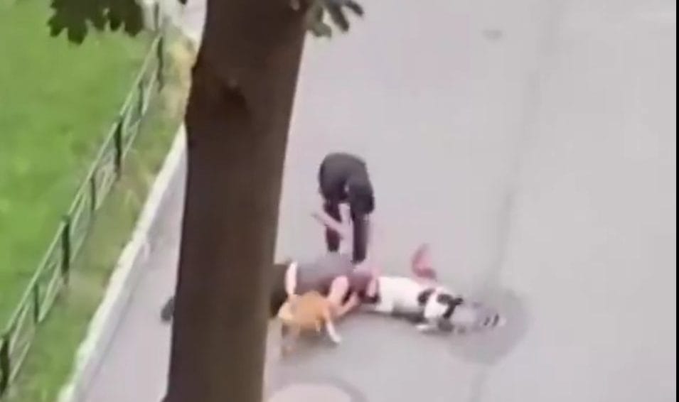 Hombre usó su cuerpo y cubrió a su perrito del feroz ataque de perros pitbull