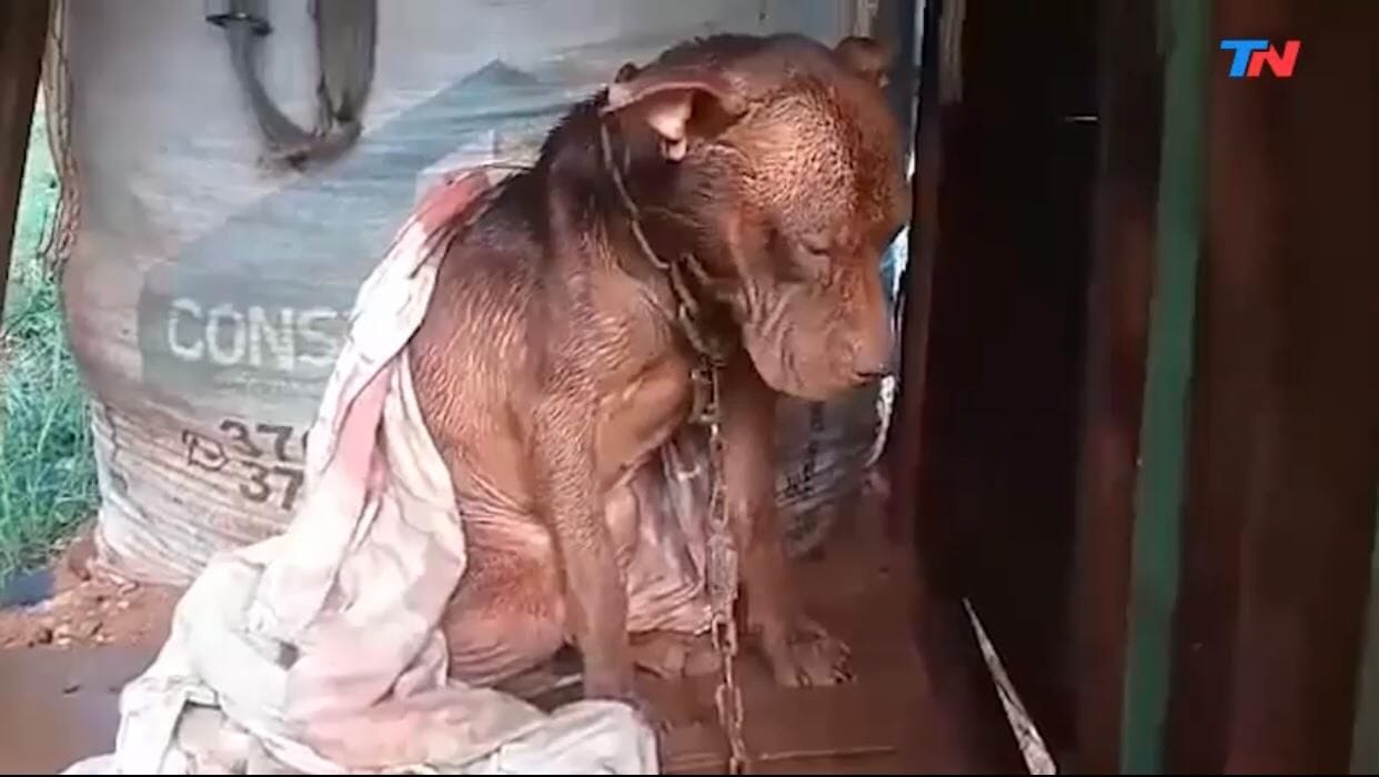 Joven se llevó a perro que era maltratado por su vecino: “Prefiero ir preso antes de que muera”
