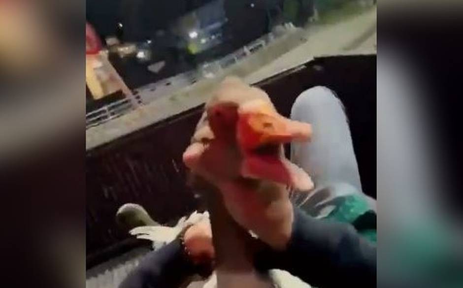 Carabineros investiga insólito robo de gansos desde centro comercial