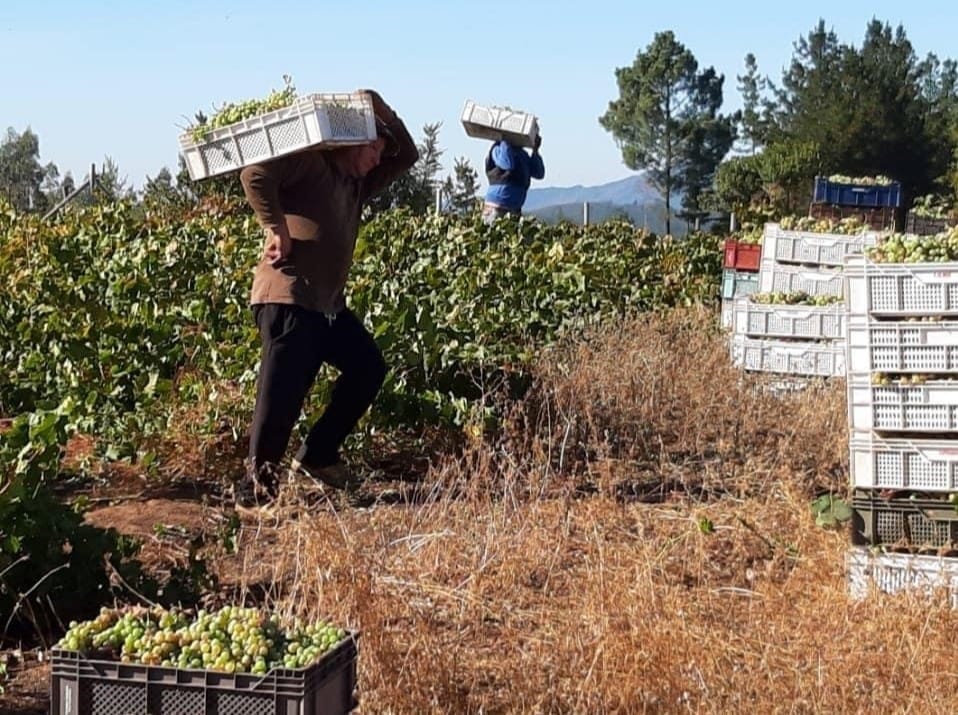 Detectan masivo brote Covid-19 en trabajadores agrícolas migrantes en el Biobío: Viven hacinados