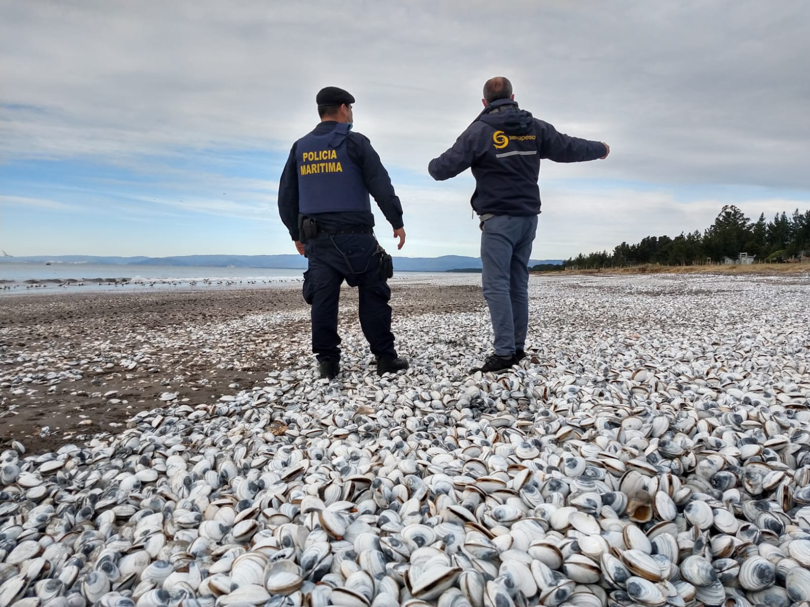Sernapesca detalló razón de masiva varazón de tacas en playa de Arauco