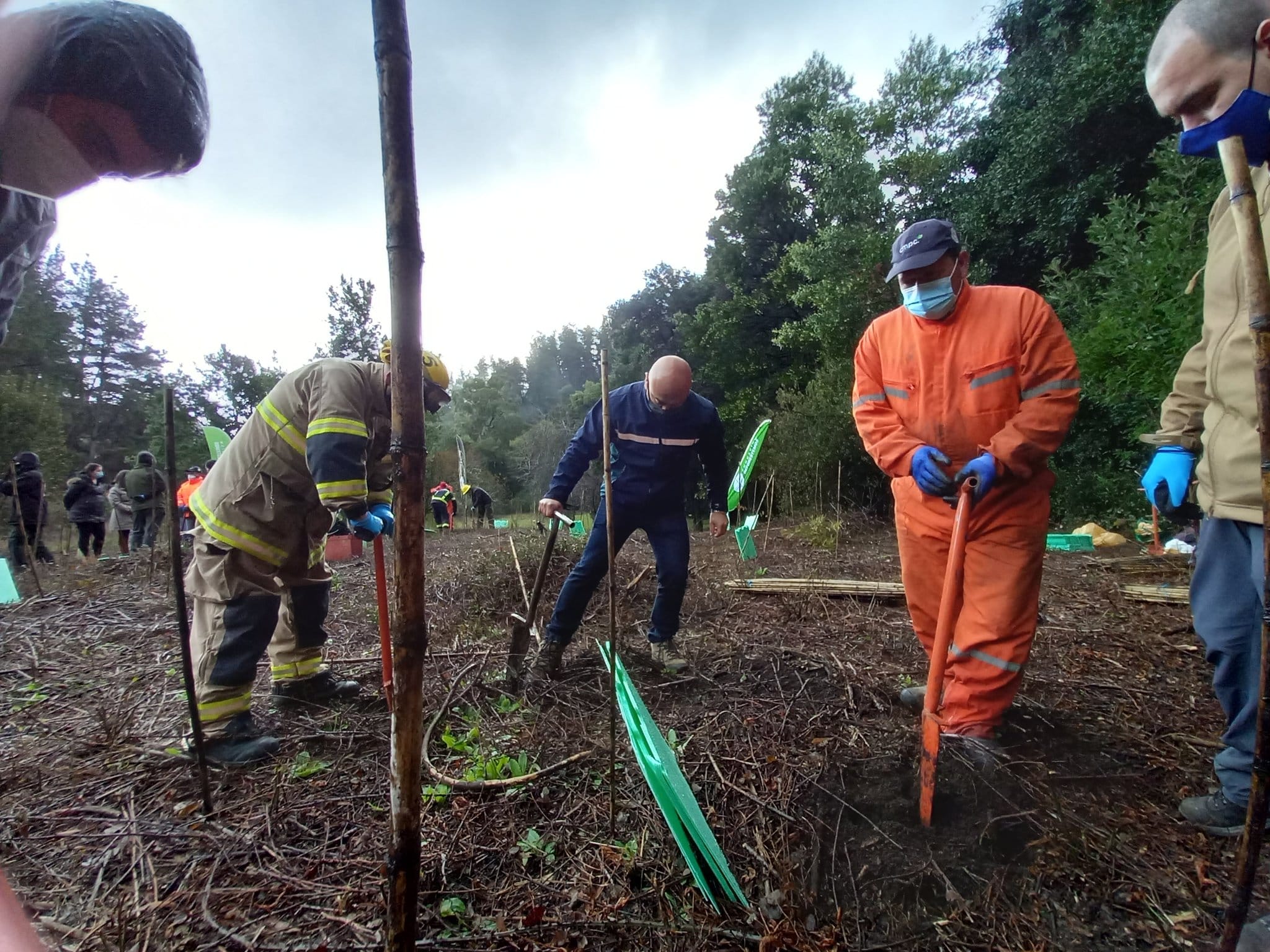 Plantan 400 árboles nativos para recuperar  zona quemada en Parque Nonguén