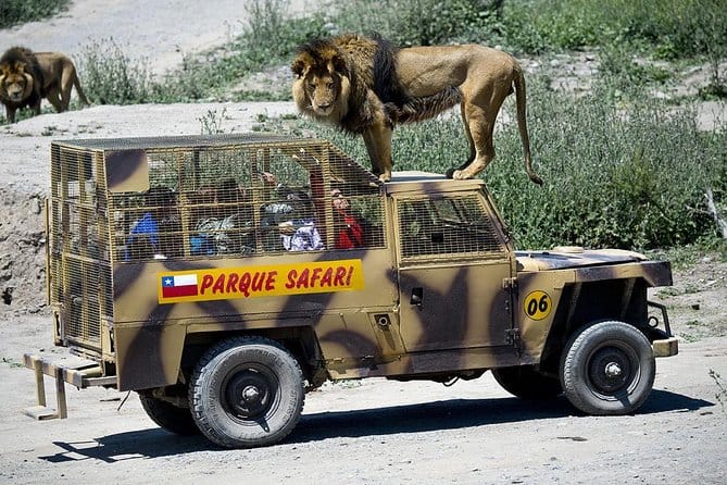Trabajadores atacados por tigre en zoológico de Rancagua no se percataron que la reja estaba abierta
