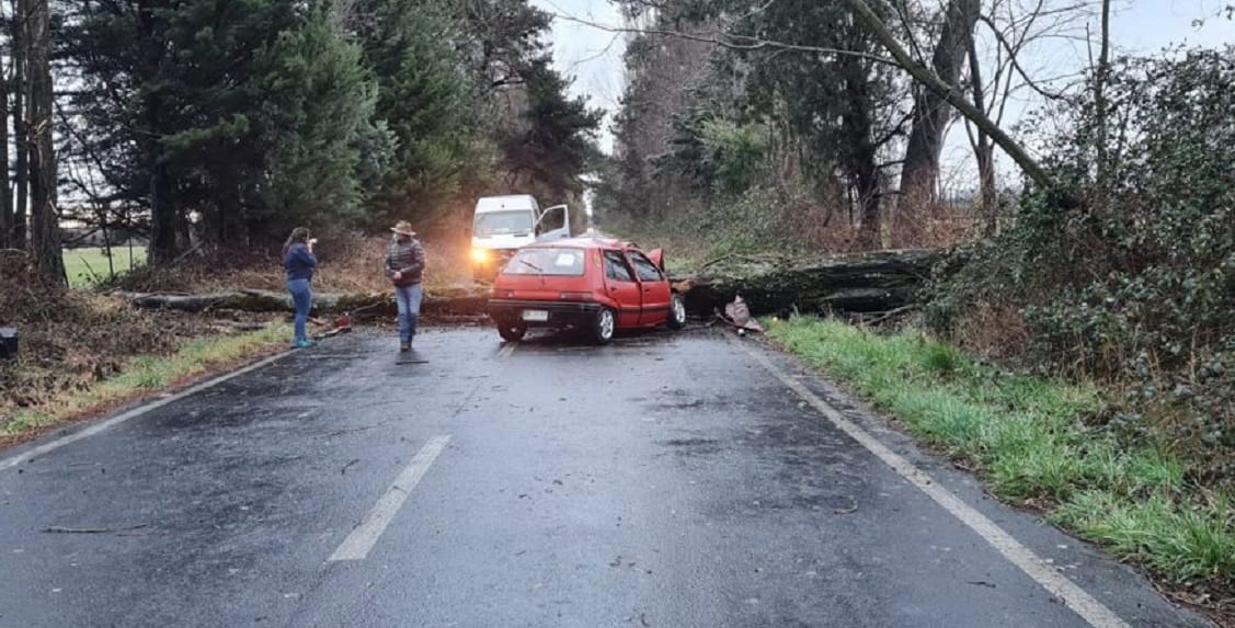 Persona resultó fallecida tras chocar con árbol caído en medio de la ruta en Los Ángeles