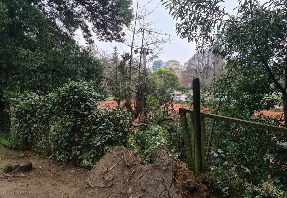 Trabajador resultó con lesiones tras caer de árbol que cedió cuando lo podaba en Concepción