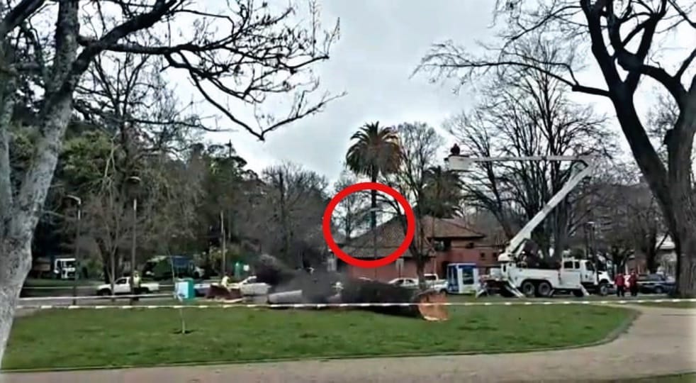 Tremendo fail: Busto de bronce en Parque Ecuador de Concepción “voló” tras caerle enorme árbol talado
