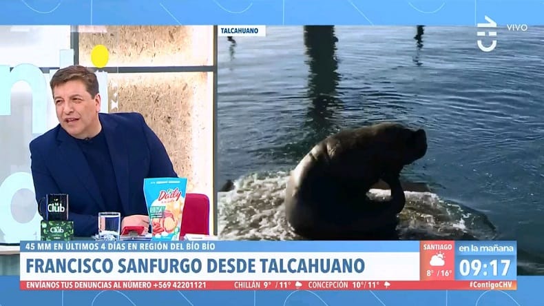 Sernapesca acusó “mala práctica” de matinal de CHV por alimentar lobo marino en Talcahuano