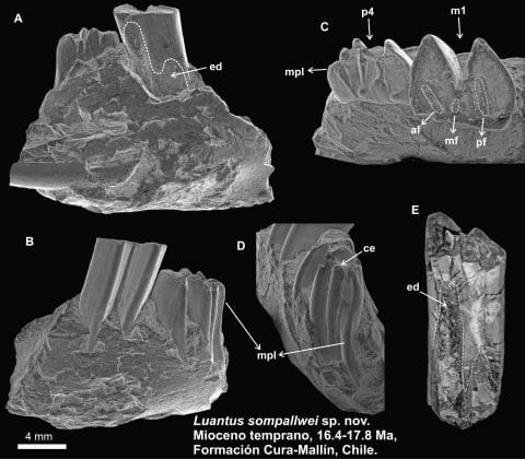 Científico de la Universidad de Concepción descubrió dos nuevas especies prehistóricas