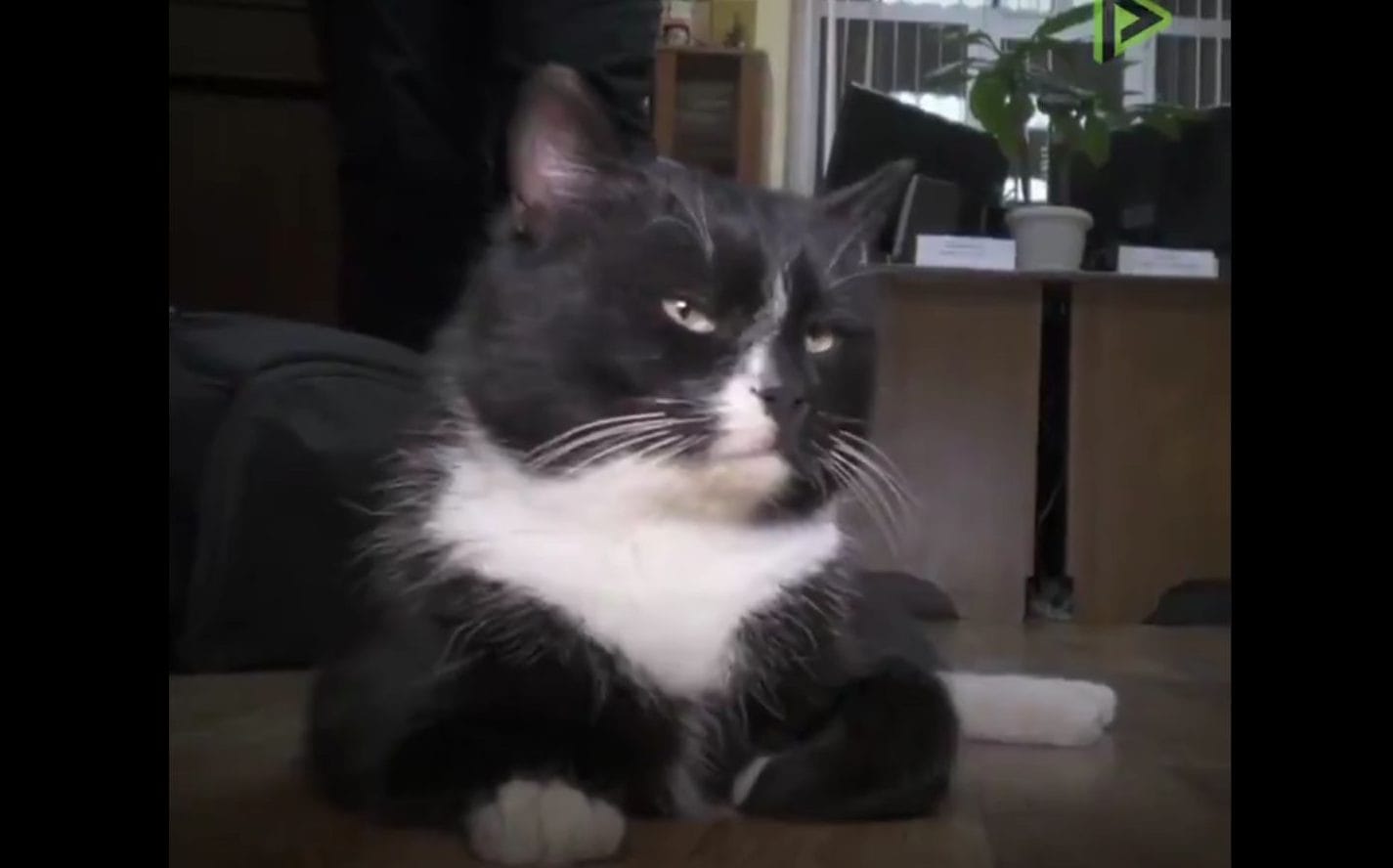 Gato rescatado de la basura se convierte en viceministro