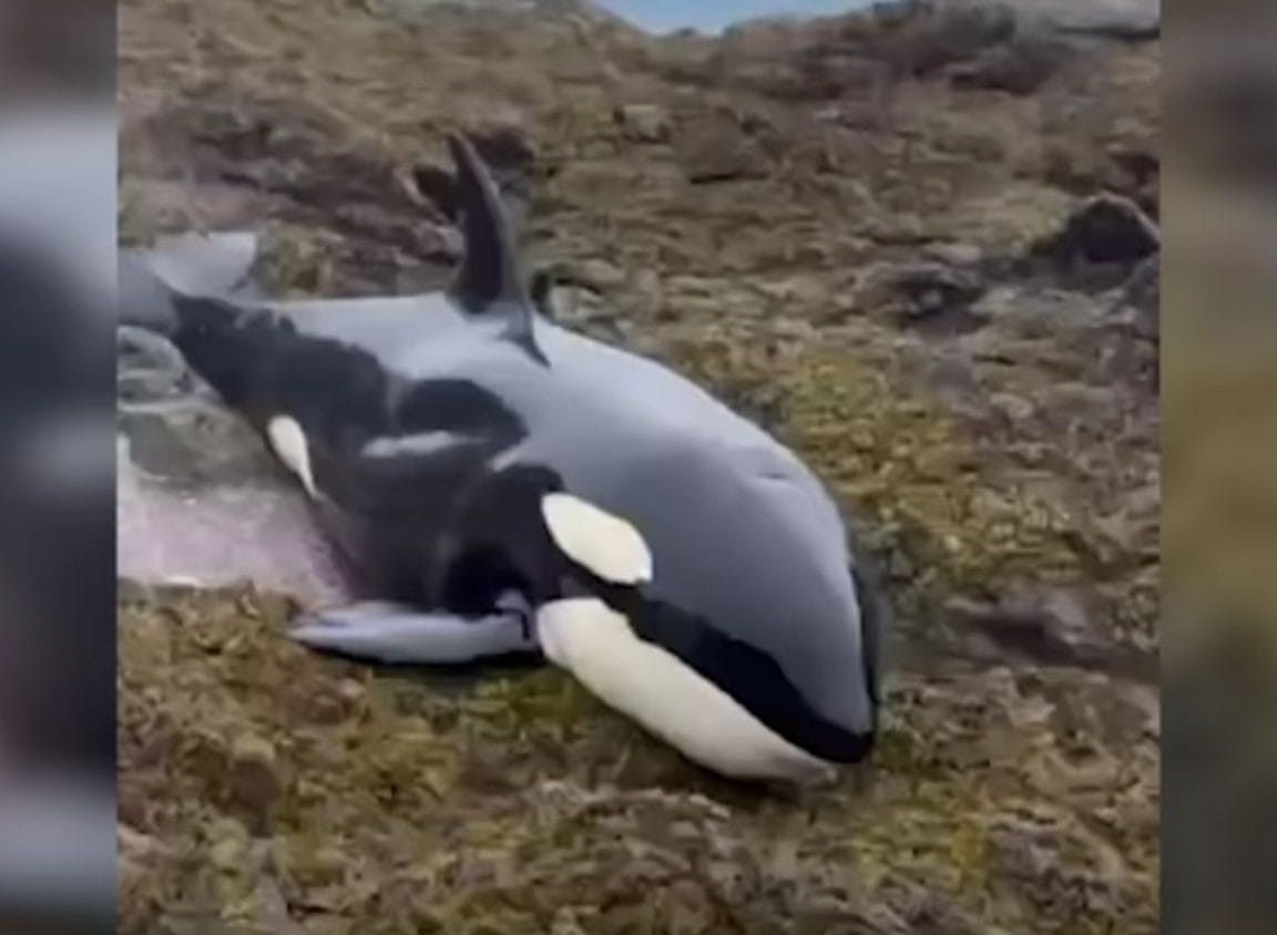 Orca fue liberada tras estar varada por horas en un roquerío