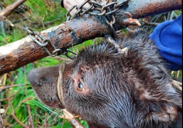 Hallan a perrita abandonada y amarrada con cadenas durante temporal en Región del Biobío