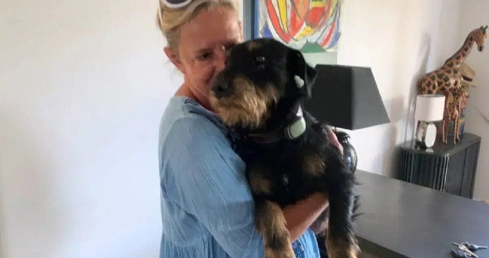 Perro recorrió más de 300 kilómetros hasta volver a su casa tras perderse en vacaciones