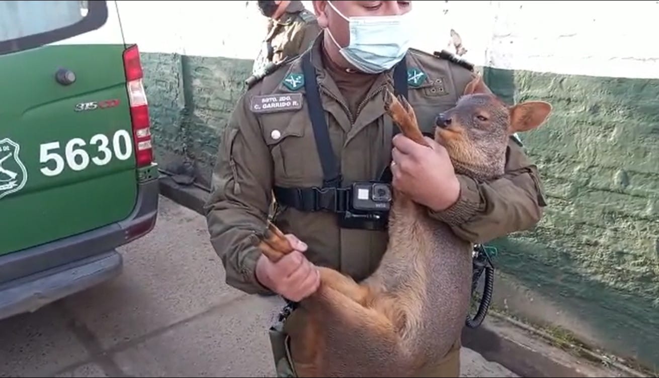 Detienen a hombre que mantenía en cautiverio a Pudú en la Provincia de Arauco