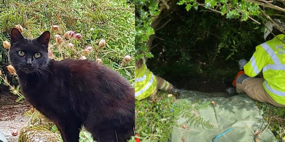 ¡Un verdadero héroe! Gato salvó a su dueña tras caerse a un barranco
