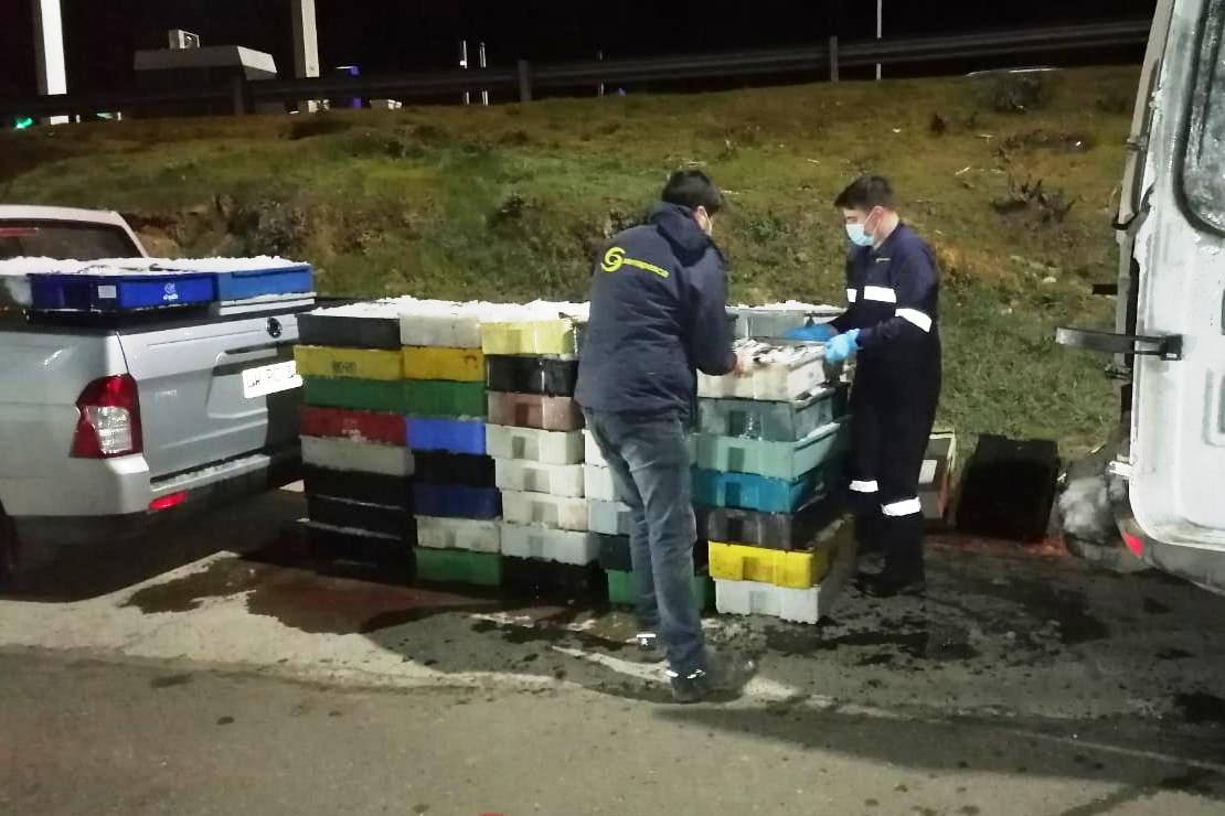 Sernapesca ha decomisado más de 15 toneladas de “pescada” ilegal en Biobío