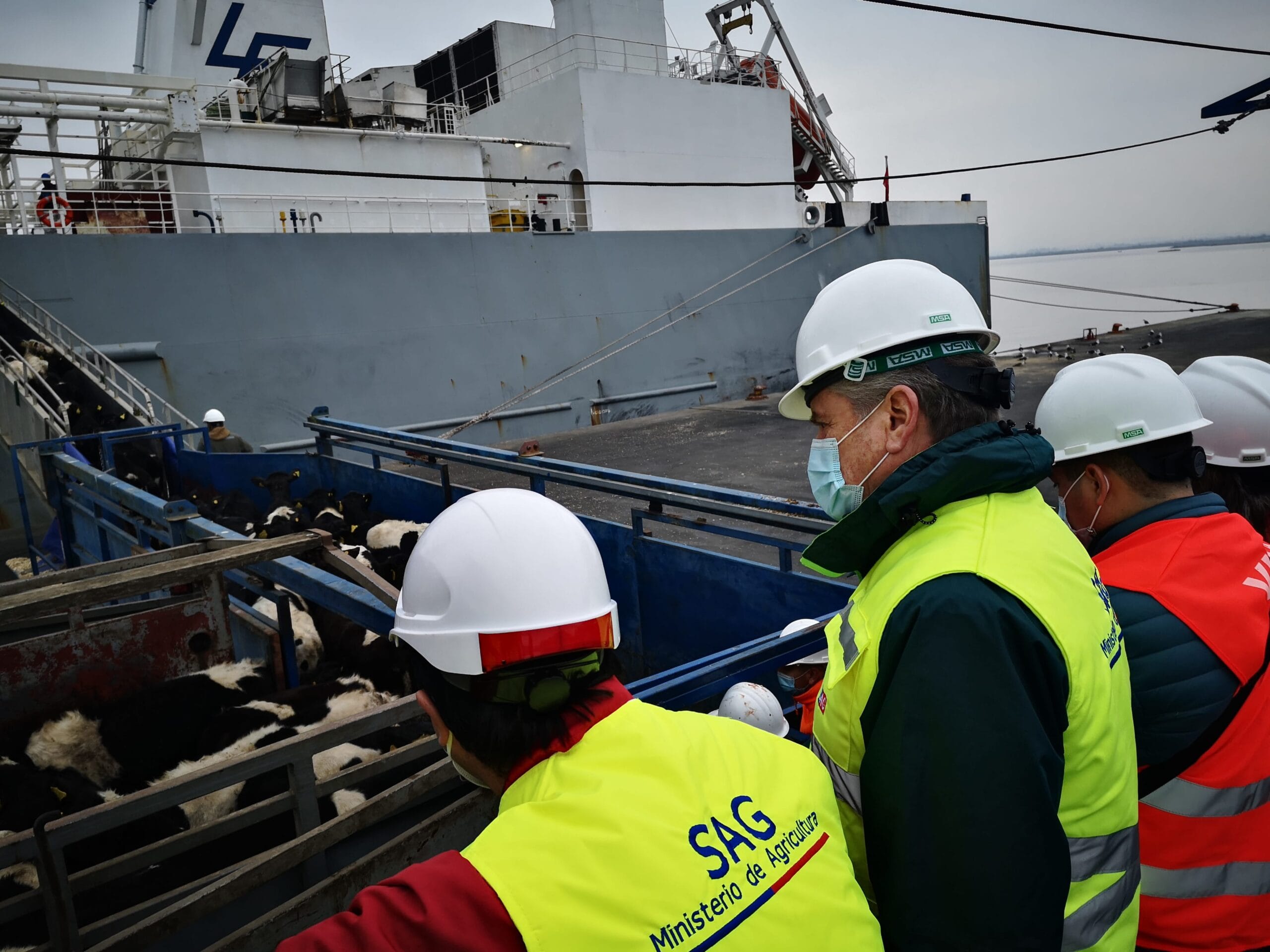 Más de 3.800 vaquillas chilenas en pie fueron exportadas desde Talcahuano hacia China