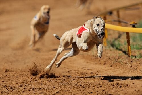 Rechazan proyecto que prohíbe las carreras de perros