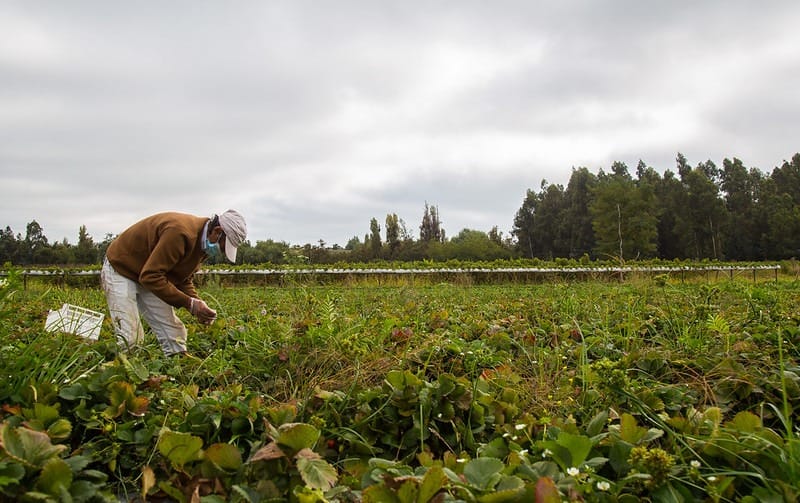 Inyectarán cerca de $900 millones para enfrentar emergencia agrícola en Biobío