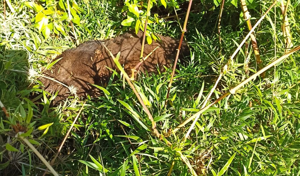 Denuncian en Fiscalía matanza de perros en Hualpén