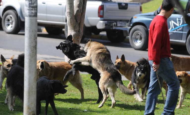 Joven perdió la vida tras sufrir el violento ataque de una jauría de perros