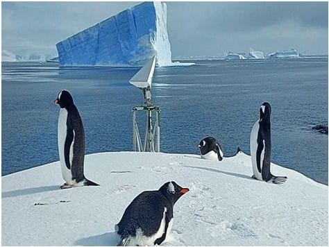 Pingüinos papúa llegan a islote Isabel Riquelme en la Antártica Chilena