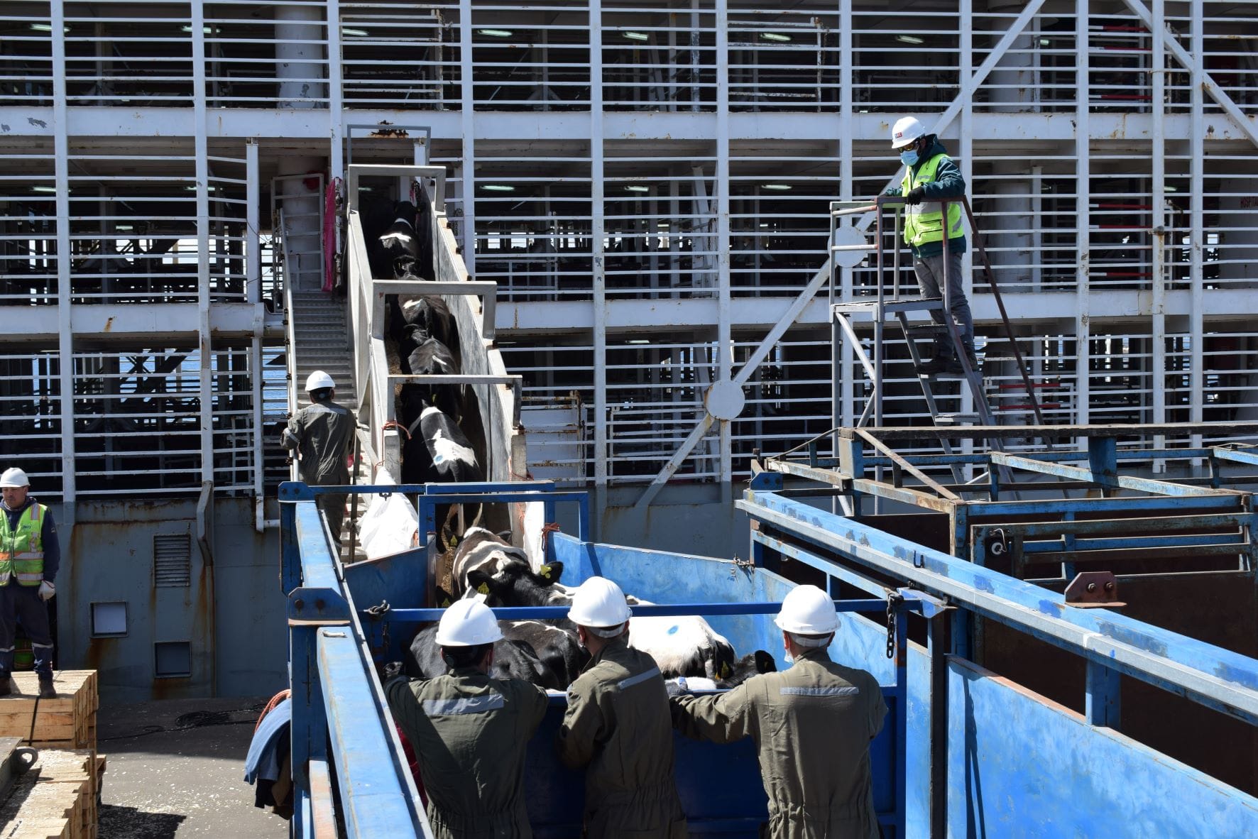 Biobío concreta el cuarto envío de vaquillas vivas por barco a China