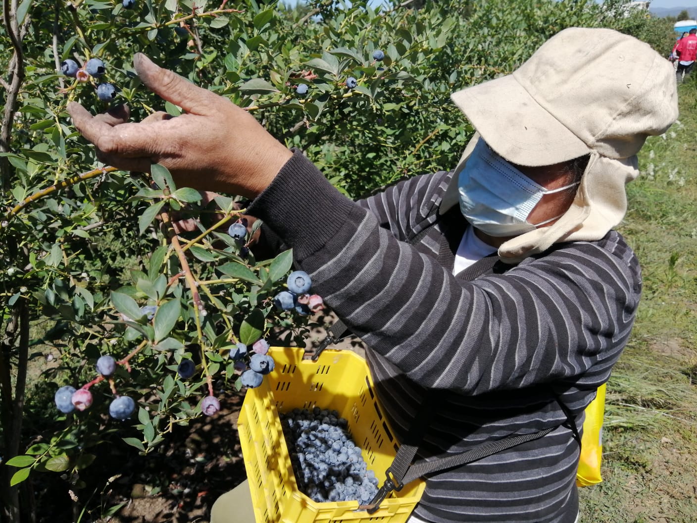 Feria laboral ofrece más de 1.300 cupos de trabajo para el sector agrícola en Biobío