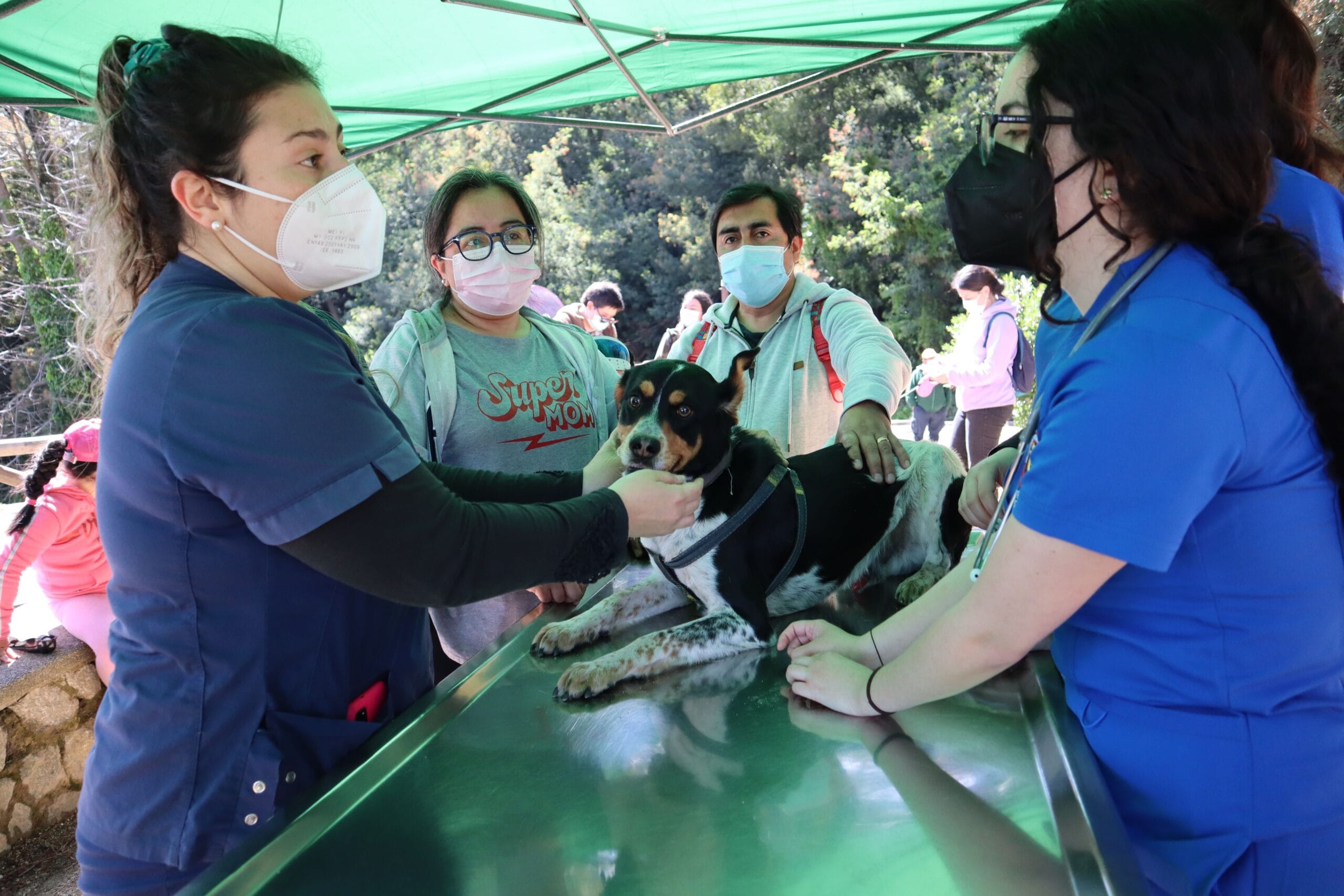 Realizan operativo clínico para mascotas en Parque Cerro Caracol de Concepción