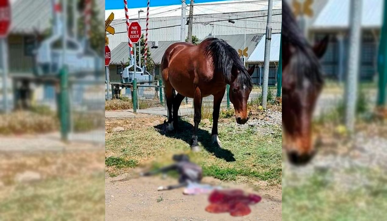 Robaron una yegua preñada: La encontraron con su cría muerta en Talcahuano