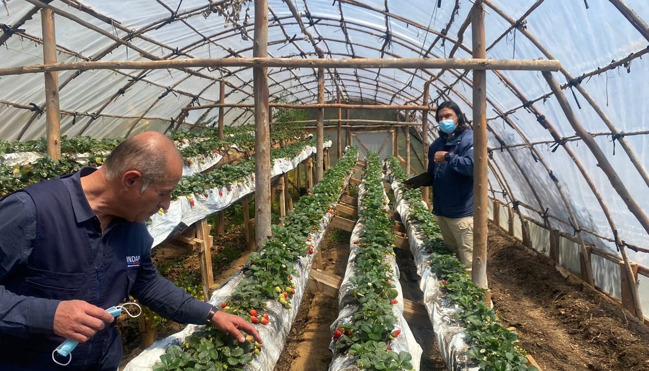 Proyectos de riego de Indap mejoran producción de hortalizas y berries de agricultores en Tomé