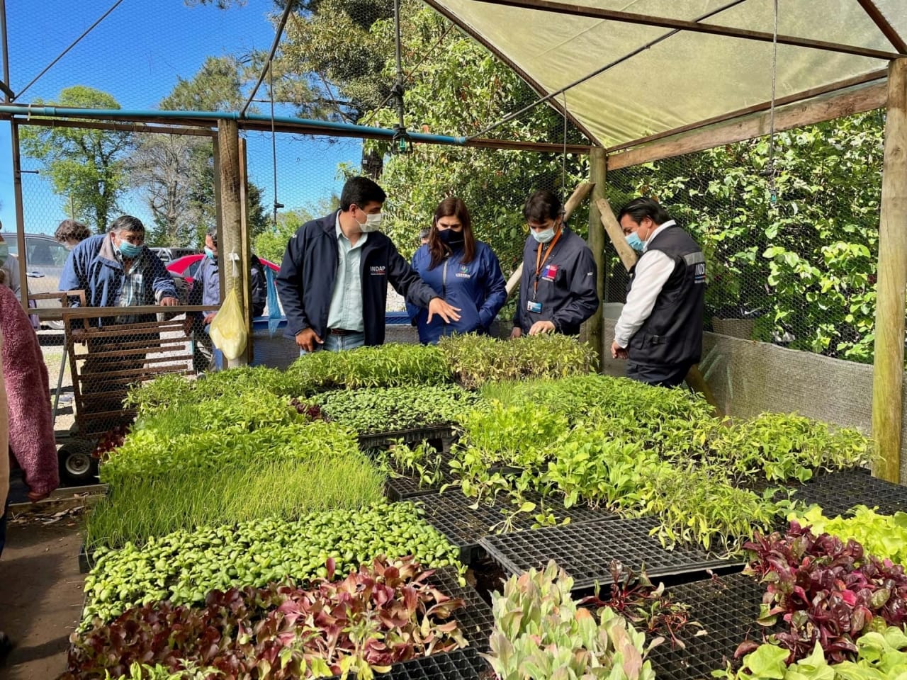 Agricultores del Prodesal Indap de Los Ángeles reciben 48.000 plantas para aumentar su producción