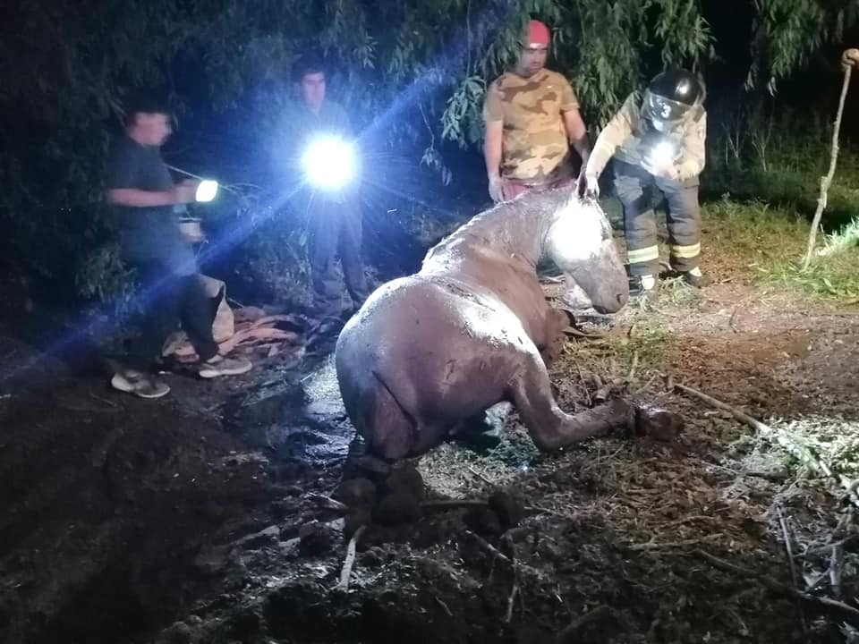 Rescatan caballo que cayó a lo profundo de un pozo en Quillón