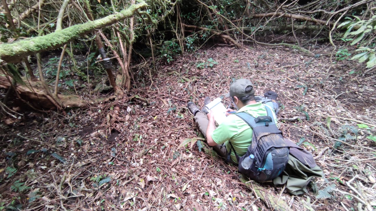 Conaf instala cámaras para monitorear la fauna silvestre en Reserva Isla Mocha