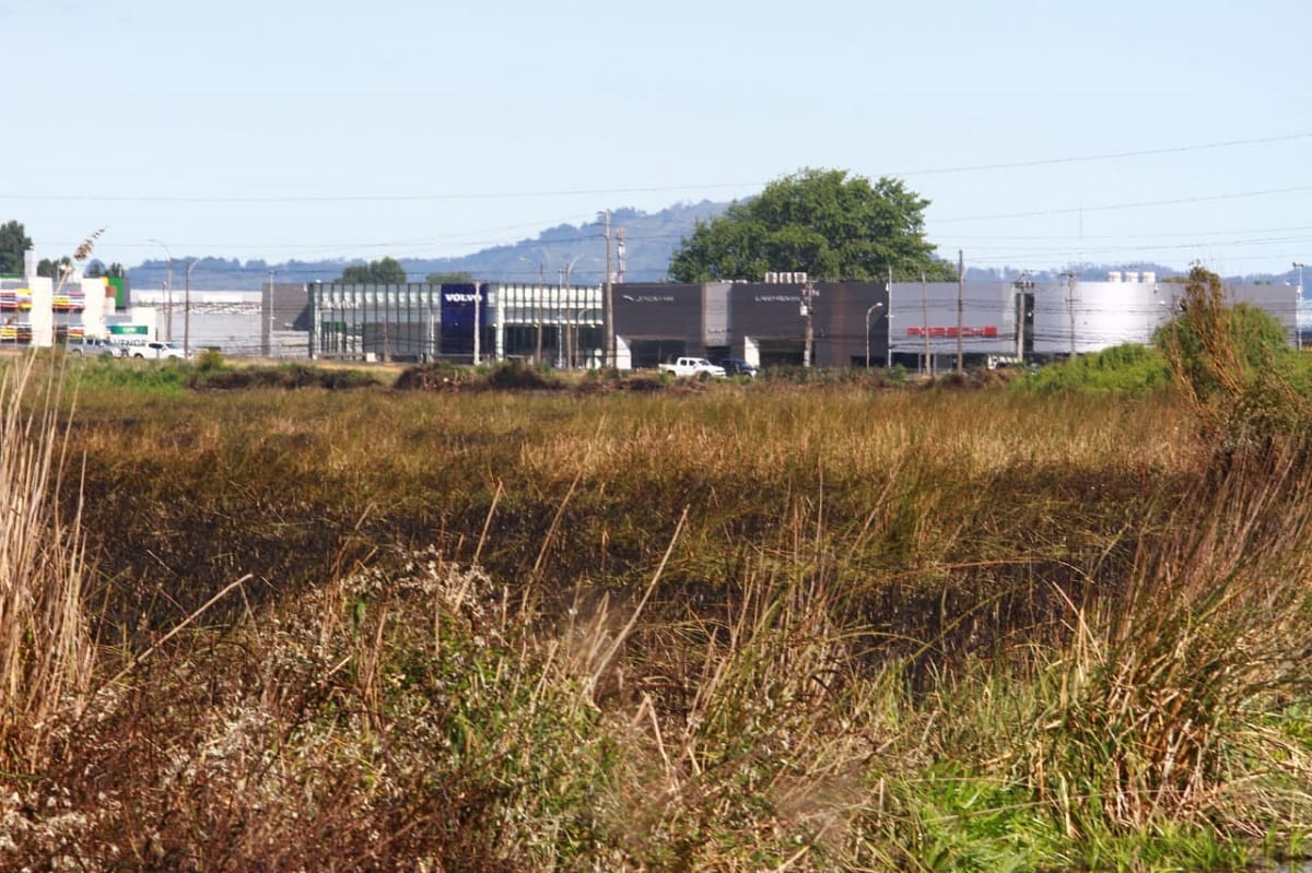 Municipio de Concepción ingresará querella por incendio en humedal Paicaví: “Esto no ocurrió por arte de magia”
