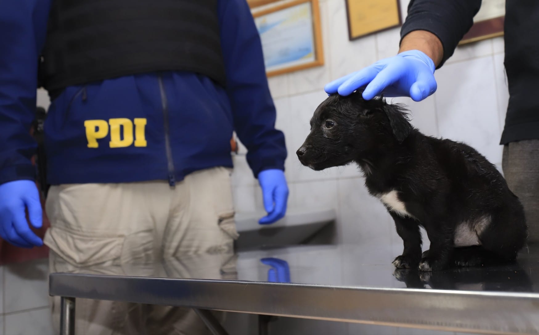 Ley Cholito en Biobío: PDI investigó 22 órdenes por maltrato animal