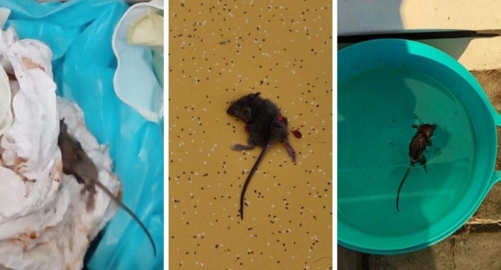 Constatan presencia de ratones en Cesfam Loma Colorada de San Pedro de la Paz