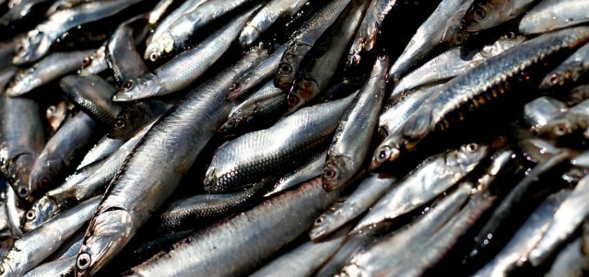 Pescadores pelágicos inician veda voluntaria en Biobío y Ñuble