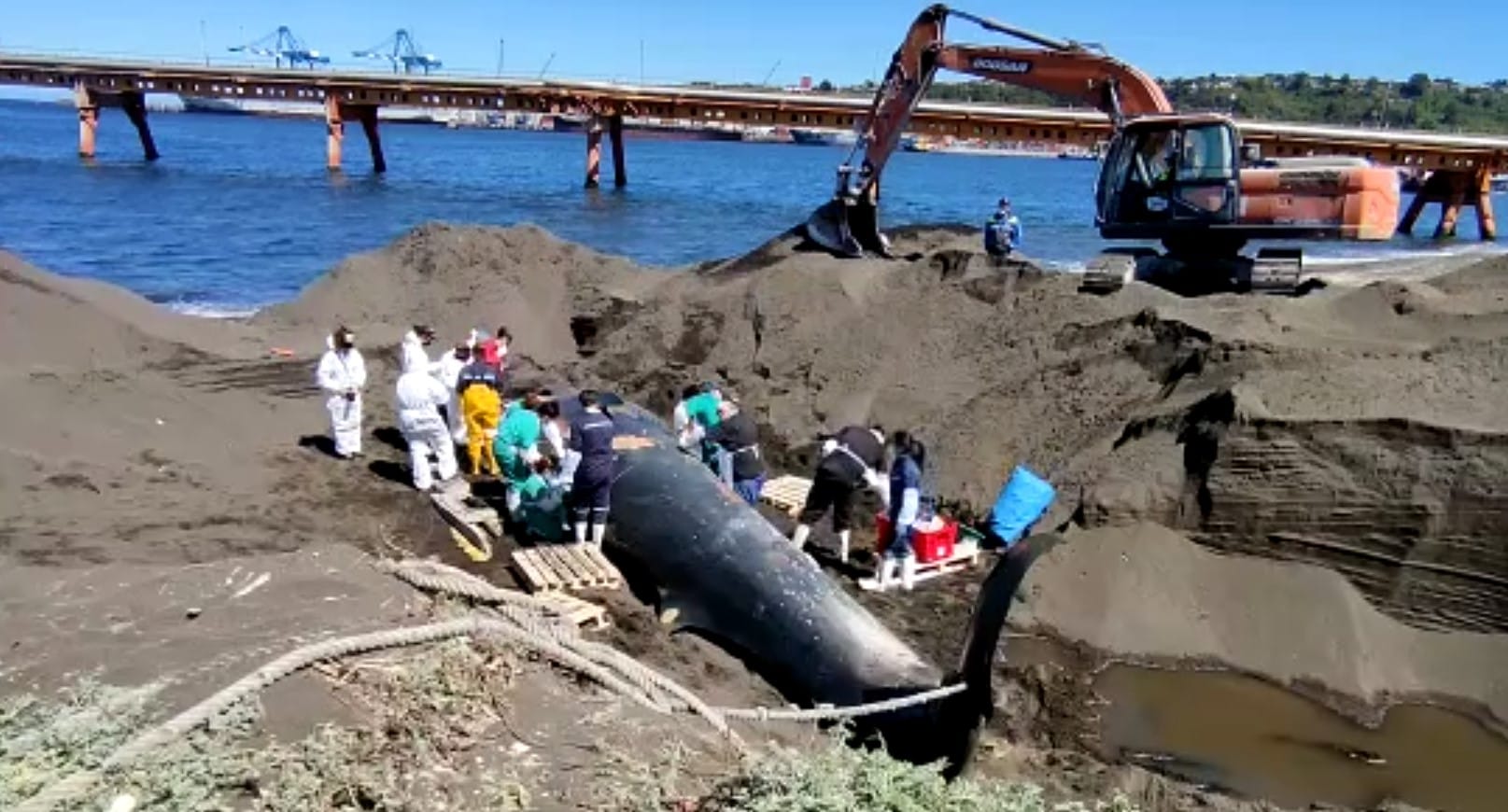 Inician estudio de ballena encontrada en Lenga: buscan determinar la causa de muerte