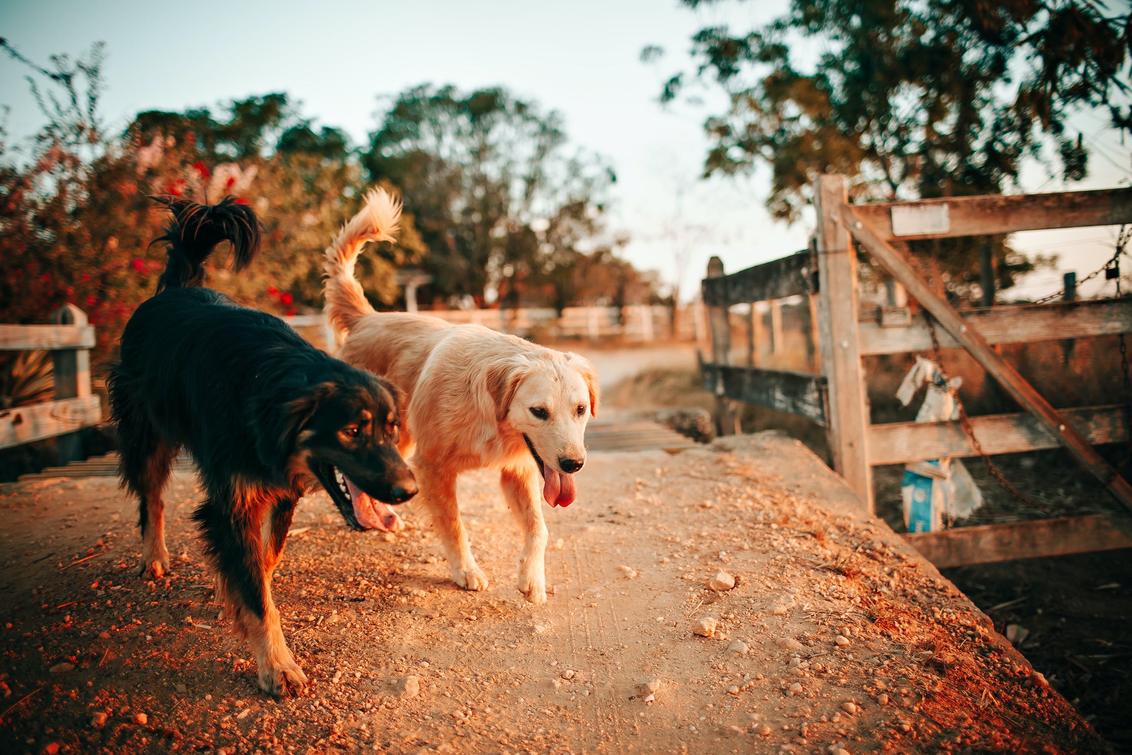 Perros callejeros salvaron a comerciante de ser secuestrado