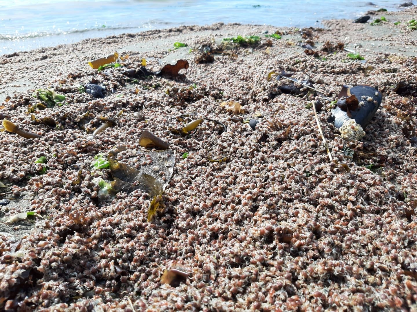 Reportan varazón de chanchitos de mar en playa de Penco